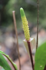 Anthurium microspadix