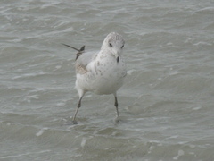 Larus delawarensis