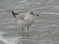 Larus delawarensis