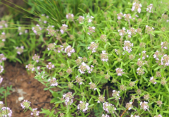 Thymus dimorphus