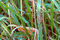 Chorthippus macrocerus