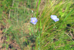Linum perenne