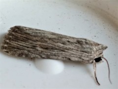 Catabena lineolata