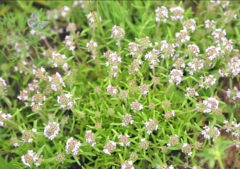 Thymus dimorphus