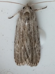 Catabena lineolata