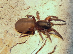 Haplodrassus macellinus