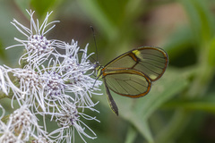 Episcada hymenaea hymenaea
