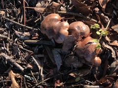 Tricholoma subannulatum