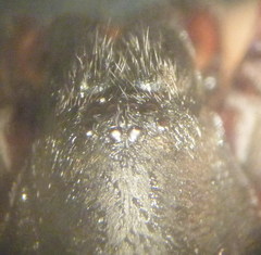 Haplodrassus macellinus