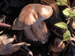 Tricholoma subannulatum