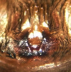 Haplodrassus macellinus