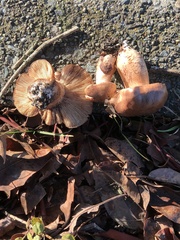 Tricholoma subannulatum