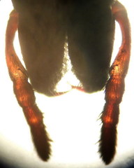 Haplodrassus macellinus