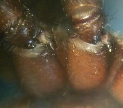 Haplodrassus macellinus