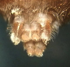 Haplodrassus macellinus