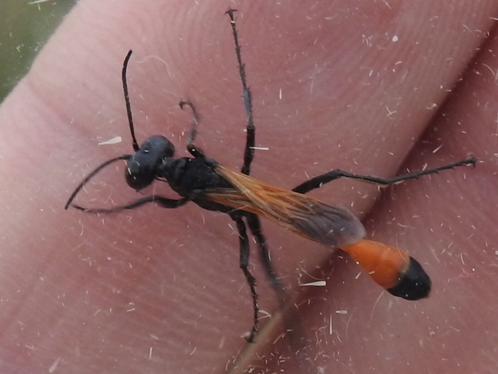 Ammophila placida