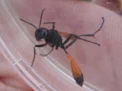 Ammophila placida
