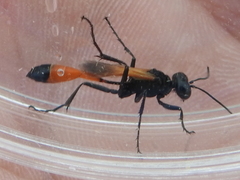 Ammophila placida