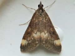 Pyrausta nicalis