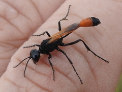 Ammophila placida