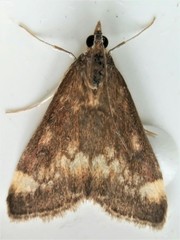 Pyrausta nicalis