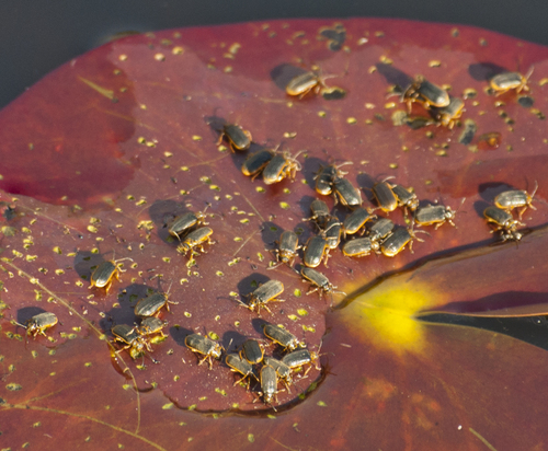 Waterlily Leaf Beetle, photo 6 of 10