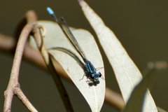 Acanthagrion lancea