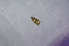 Olethreutes glaciana