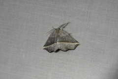 Metanema determinata