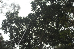 Ficus gigantosyce
