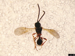 Spilomicrini