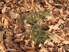 Abies holophylla