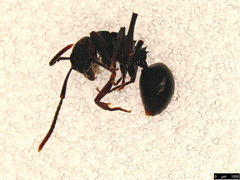 Polyrhachis phryne