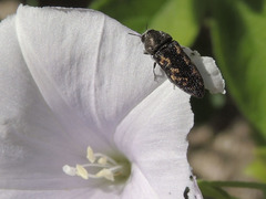 Acmaeodera parkeri