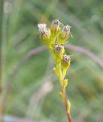 Solidago pulchra
