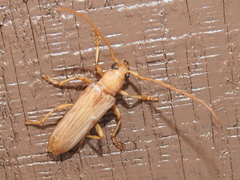 Atylostagma politum