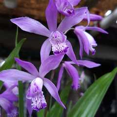 Bletilla