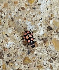 Eriopis serrai