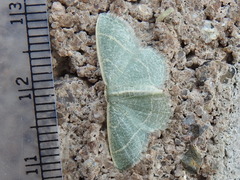 Chlorochlamys phyllinaria