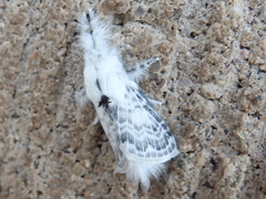 Apotolype brevicrista