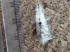 Apotolype brevicrista