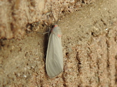 Pygarctia murina