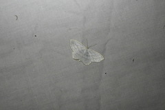 Scopula quadrilineata