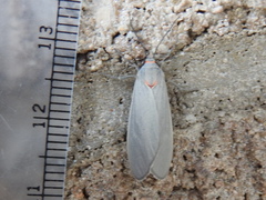 Pygarctia murina
