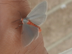 Pygarctia murina