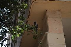 Corvus splendens