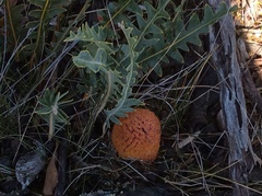 Banksia gardneri