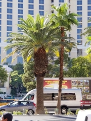Washingtonia