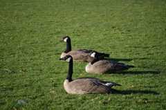Branta canadensis