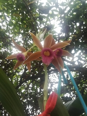 Phaius